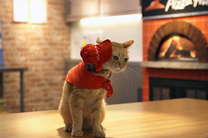 Котики рекламируют японскую пиццерию